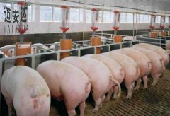 如何做好小规模养猪的疾病预防？